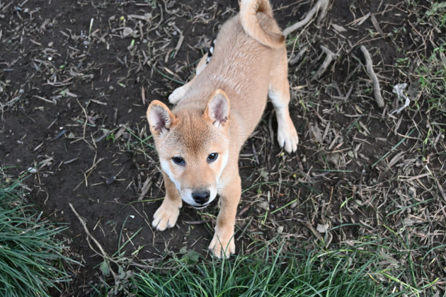 生後4か月の柴犬菊次郎君の写真
