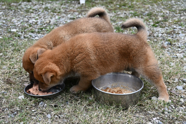 エサを食べる柴犬の子犬
