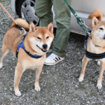 柴犬リク君（右）と柴犬福丸君（左）の写真