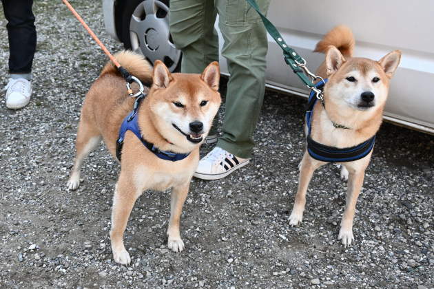 柴犬リク君（右）と柴犬福丸君（左）の写真