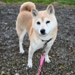 柴犬桜姫13歳の写真