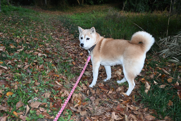柴犬桜姫13歳の写真