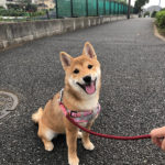 柴犬モモちゃんの写真