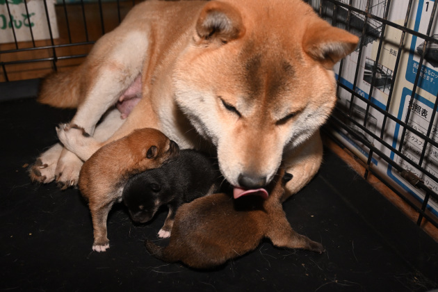 生後3日目の柴犬の子犬の写真