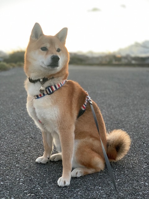 柴犬キンちゃんの写真