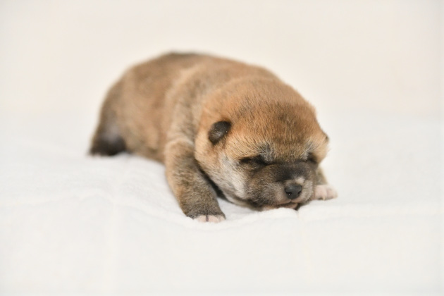 生後11日目の柴犬の子犬の写真