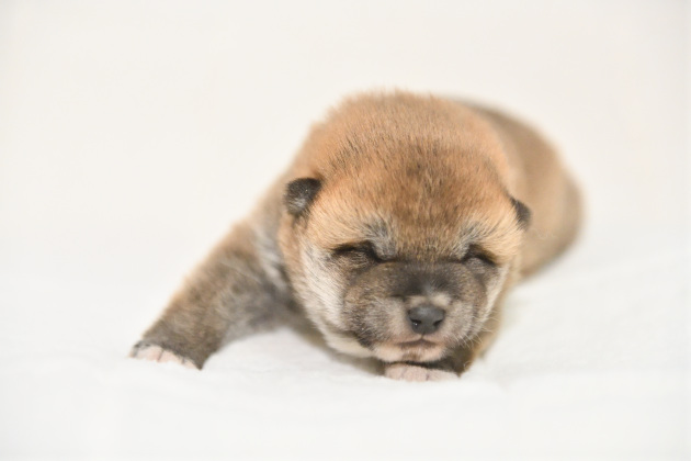 生後11日目の柴犬の子犬の写真