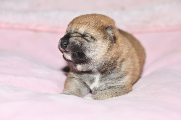 生後１４日目の柴犬のオスの子犬の写真