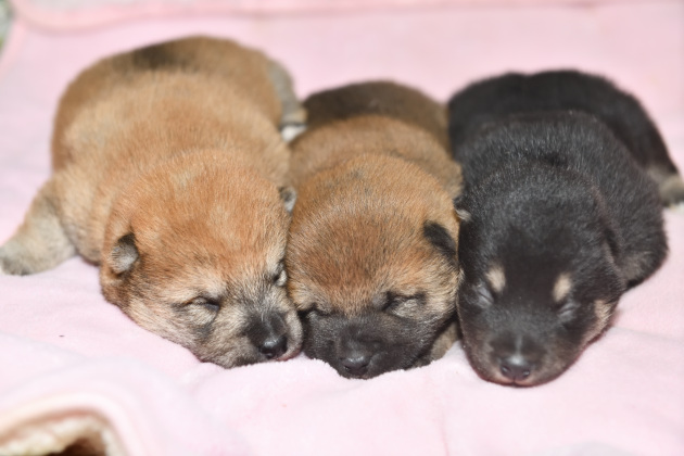 生後１４日目の柴犬の子犬たちの写真