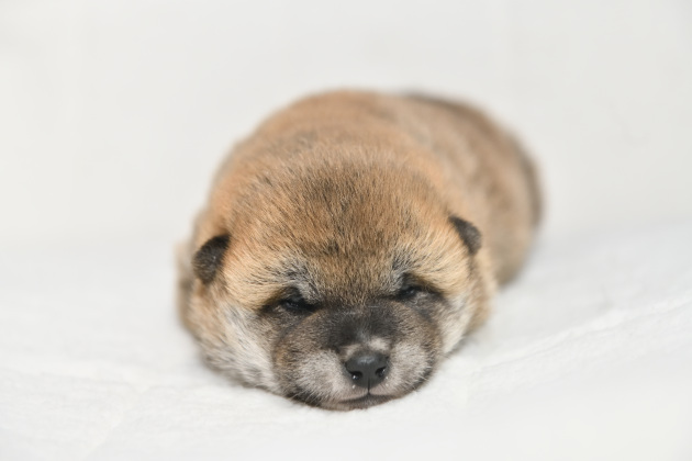 生後15日目の柴犬の子犬の写真