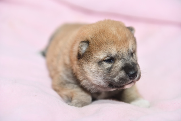 生後18日目の柴犬の子犬の写真