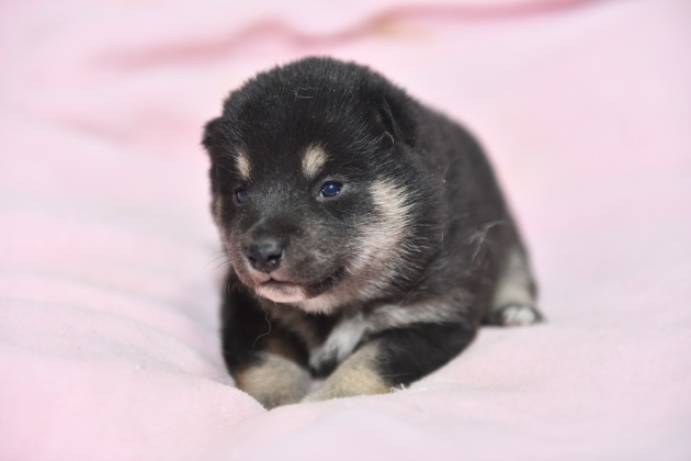 生後18日目の柴犬の子犬の写真