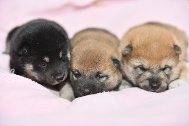 生後18日目の3匹の柴犬の子犬たちの写真