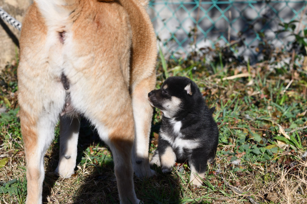 生後25日の柴犬の子9犬の写真