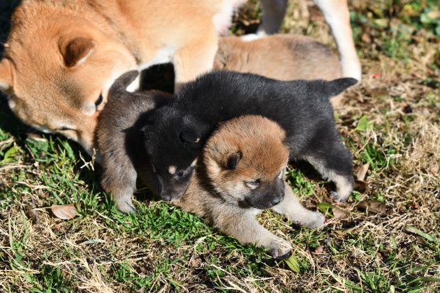 生後25日の柴犬の子9犬の写真