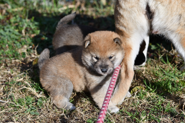 生後27日目の柴犬の子犬の写真