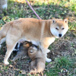 生後27日目の柴犬の子犬の写真