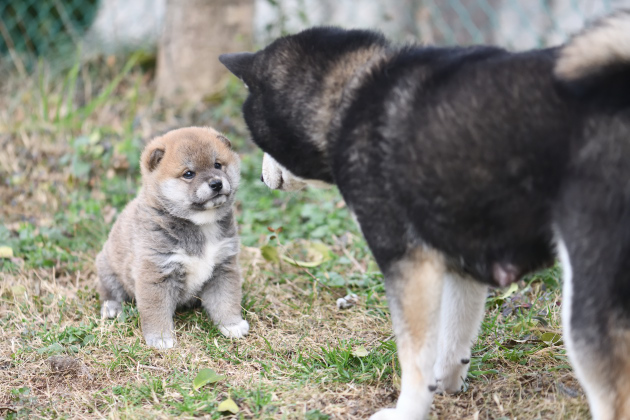生後30日の柴犬の子犬の写真