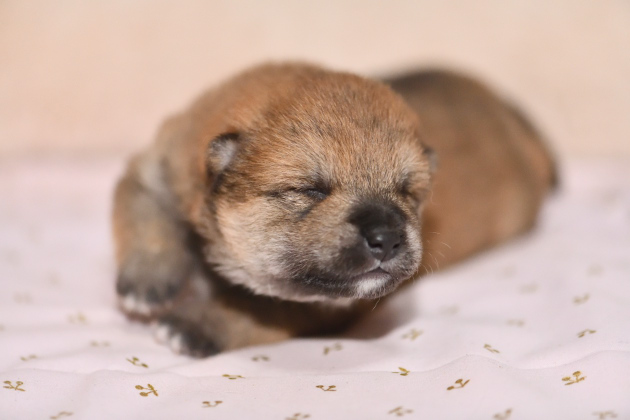 生後9日目の柴犬の子犬の写真