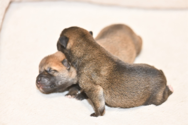 生後2日目の柴犬の子犬の写真