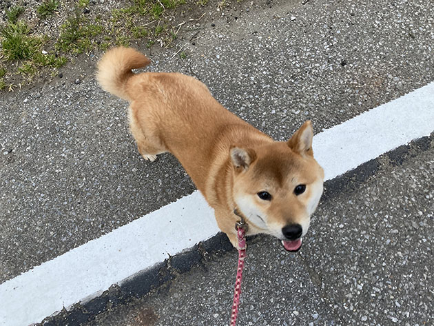 お散歩中の柴犬菊次郎君の写真