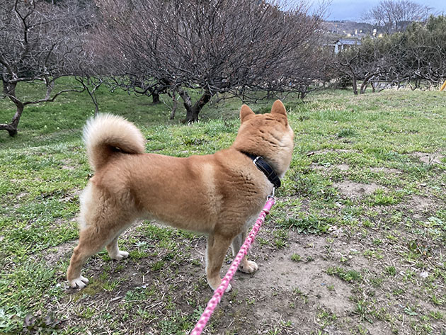 お散歩中の柴犬菊次郎君の写真