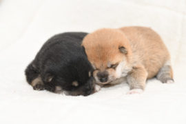 千葉県袖ケ浦市の柴犬ブリーダー房陽猪ヶ谷庵犬舎で令和3年3月25日生まれの2匹の柴犬の子犬です。今日で生後2日目になりましたが順調に育っております。その姿を紹介しております。