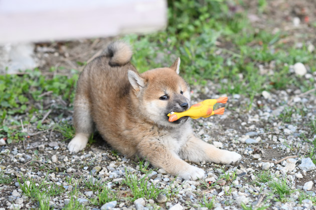 おもちゃを咥える柴犬の子犬