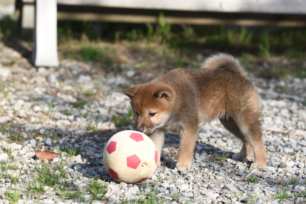 ボールで遊ぶ柴犬の子犬の写真