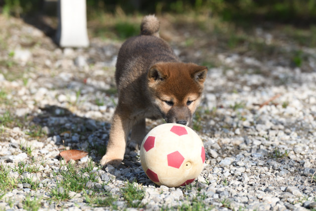 ボールで遊ぶ柴犬の子犬の写真