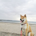 柴犬タロ君1歳の写真