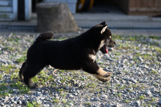 生後46日目の柴犬の子犬の写真