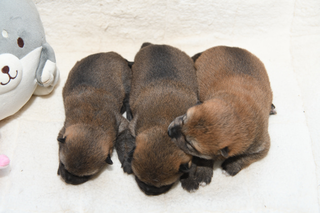 生後12日目の柴犬の子犬たちの写真