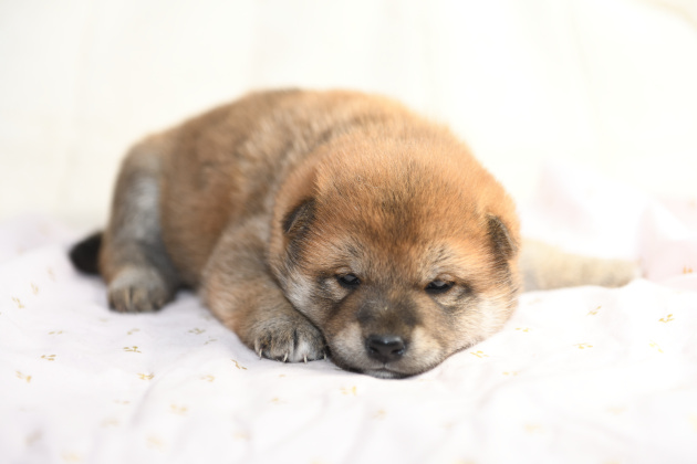 生後23日目の柴犬の子犬の写真