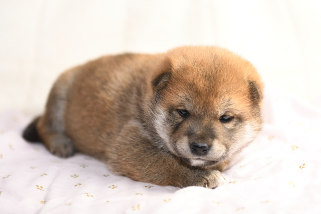 生後23日目の柴犬の子犬の写真
