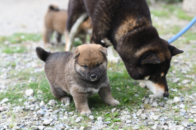 生後32日目の柴犬の子犬たちの写真