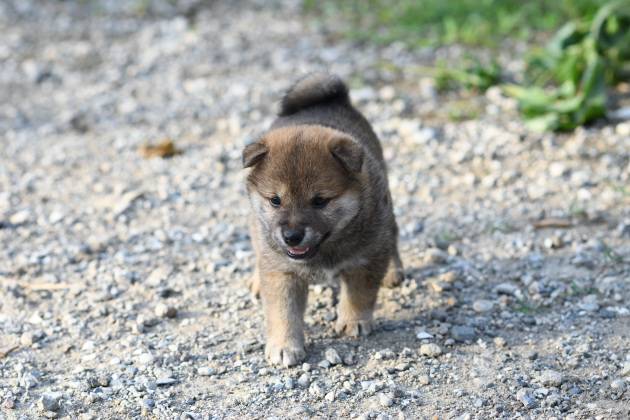 生後36日目の柴犬の子犬の写真