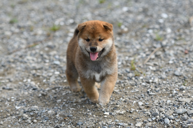 生後36日目の柴犬の子犬の写真