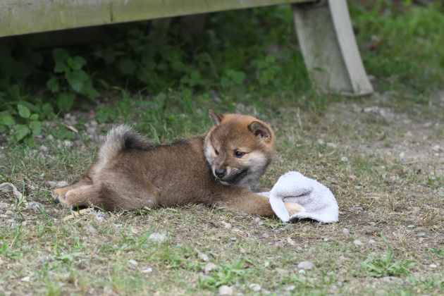 生後45日目の柴犬の子犬の写真