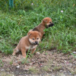生後38日目の柴犬の子犬たちの写真