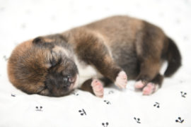 生後3日目の柴犬の子犬の写真