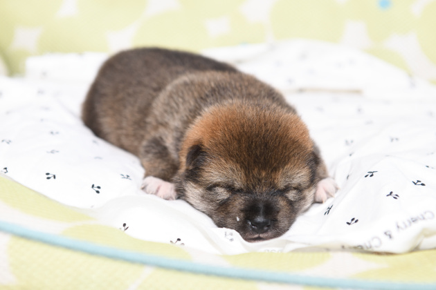 生後10日目の柴犬の子犬の写真