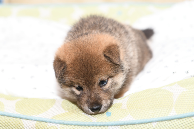 生後26日の柴犬の子犬の写真