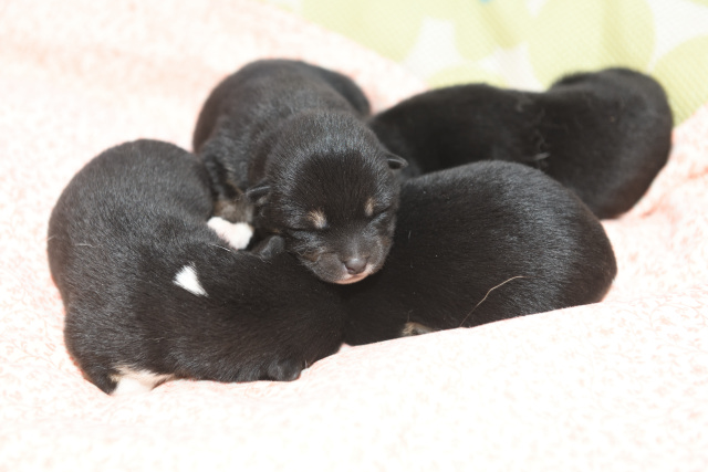 生後2日目の4匹の黒柴の子犬の写真