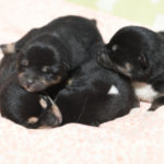 生後2日目の4匹の黒柴の子犬の写真