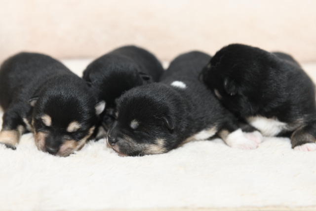 生後4日目の4匹の黒柴の子犬の写真