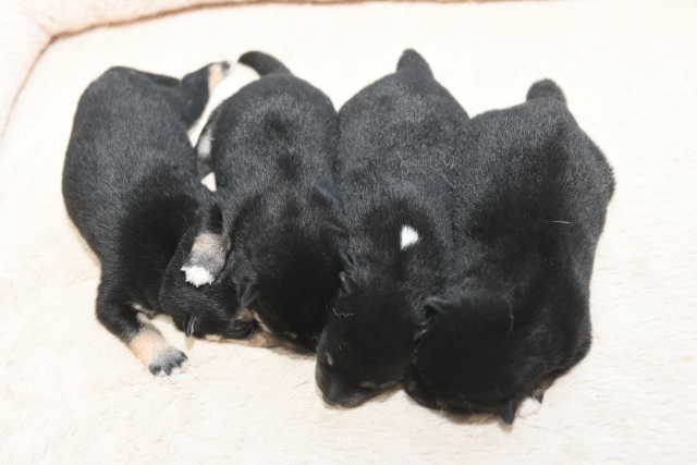 生後4日目の4匹の黒柴の子犬の写真