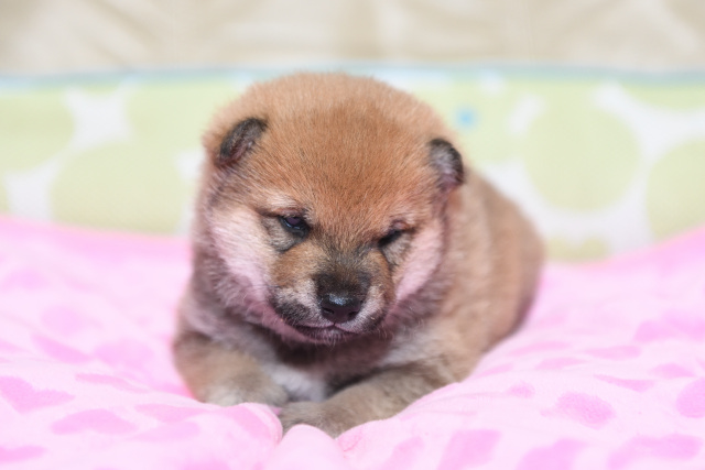 生後22日目の柴犬の子犬の写真