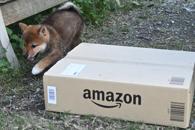アマゾンの箱と柴犬の子犬