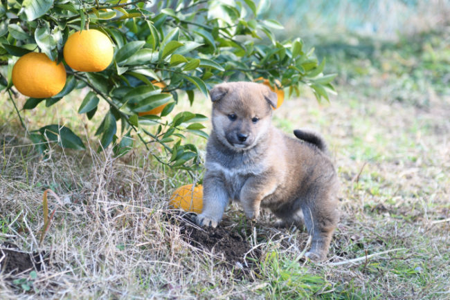 みかんの木の側で遊ぶ柴犬の子犬